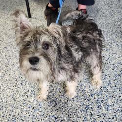 Shelter Stray Female Dog last seen , 328 Furman Hall Rd, Greenville, SC 29609, USA