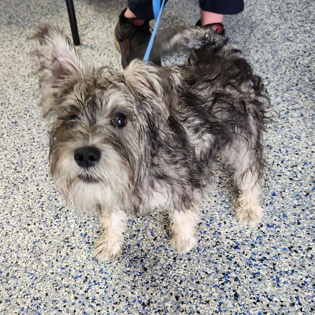 Shelter Stray Female Dog last seen , 328 Furman Hall Rd, Greenville, SC 29609, USA