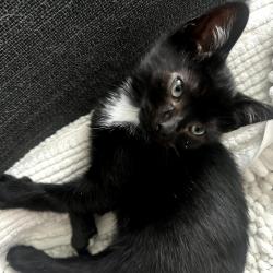 Shelter Stray Male Cat last seen , 328 Furman Hall Rd, Greenville, SC 29609, USA
