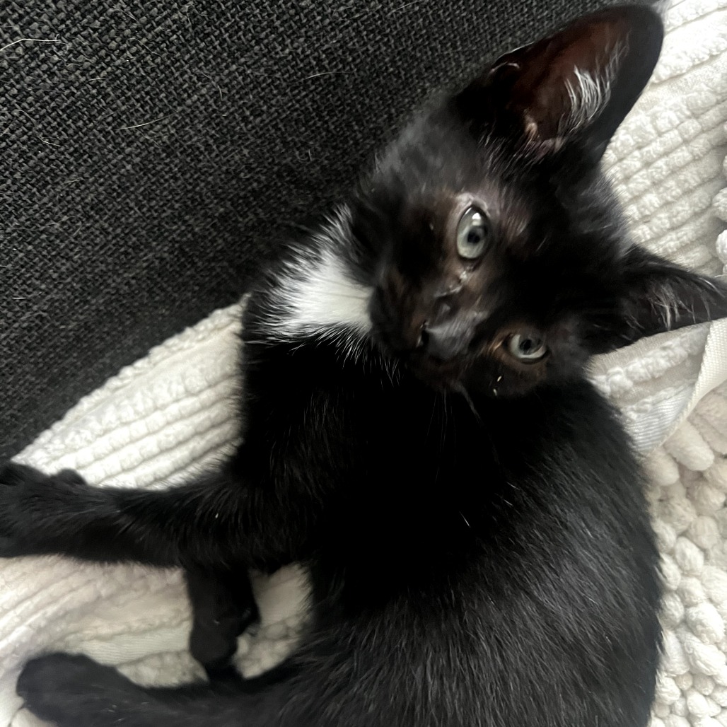 Shelter Stray Male Cat last seen , 328 Furman Hall Rd, Greenville, SC 29609, USA