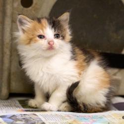 Shelter Stray Female Cat last seen , 2350 Appling City Cove, Memphis, TN 38133, USA