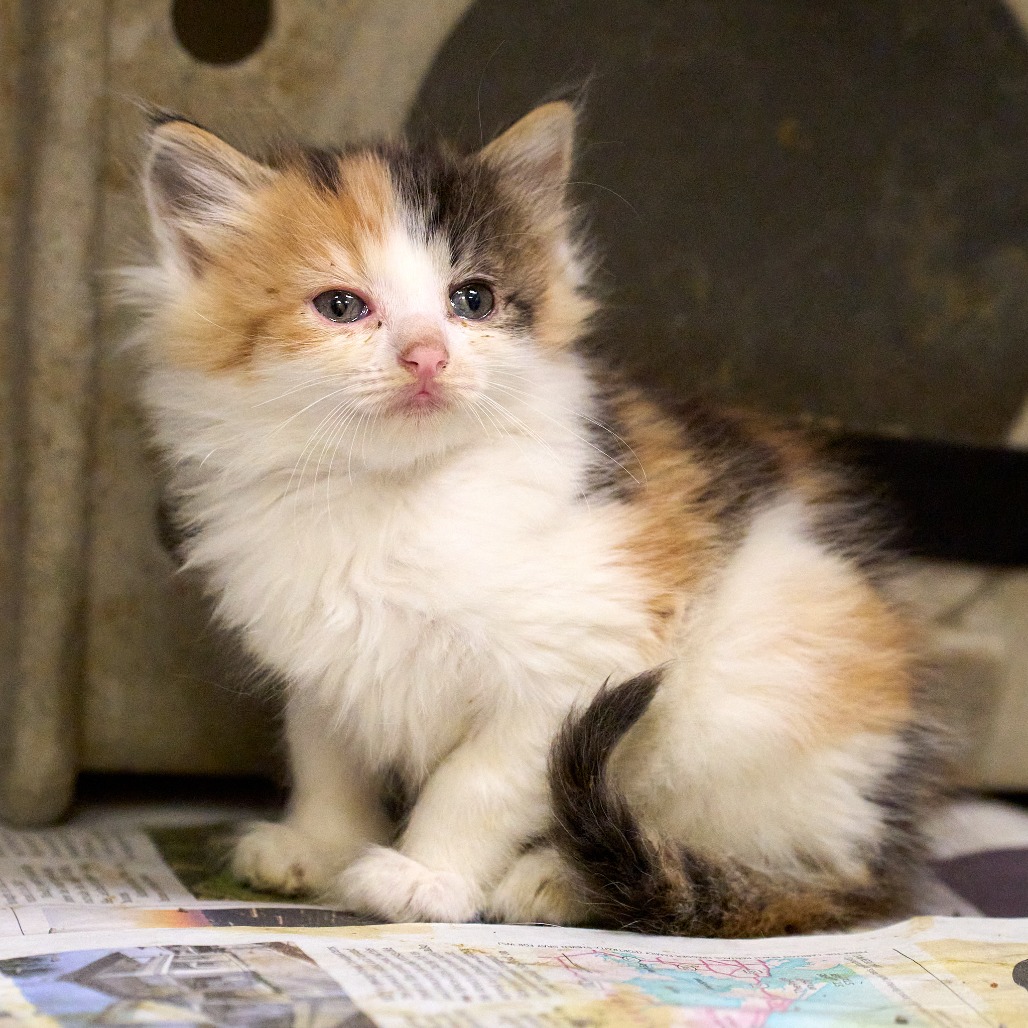 Shelter Stray Female Cat last seen , 2350 Appling City Cove, Memphis, TN 38133, USA