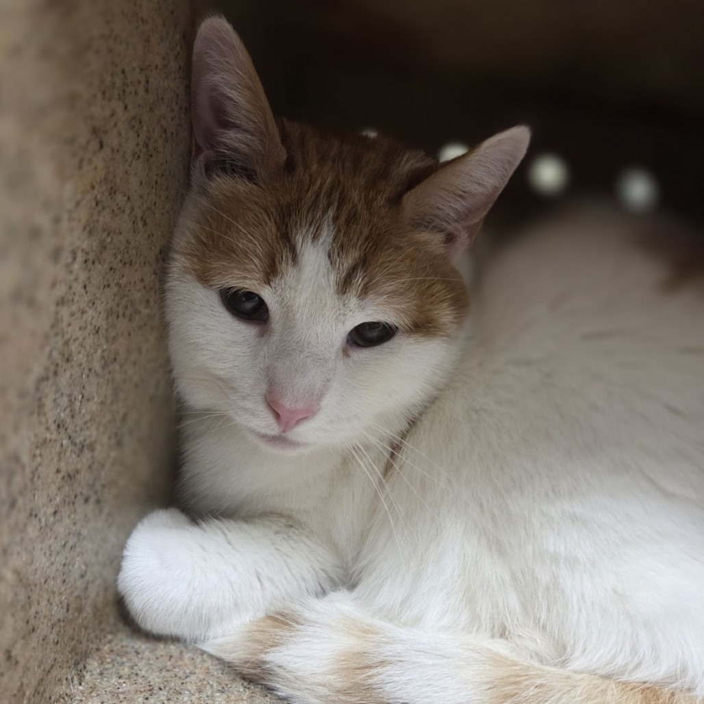 Shelter Stray Male Cat last seen , Animal Care & Control Team of Philly, 111 W Hunting Park Ave, Philadelphia, PA 19140, USA