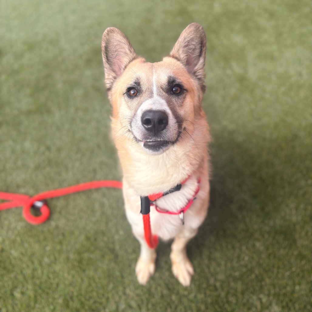 Shelter Stray Male Dog last seen , Animal Care & Control Team of Philly, 111 W Hunting Park Ave, Philadelphia, PA 19140, USA