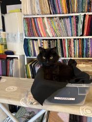 Reunited Male Cat last seen Near Ave, Greeley, CO 80631