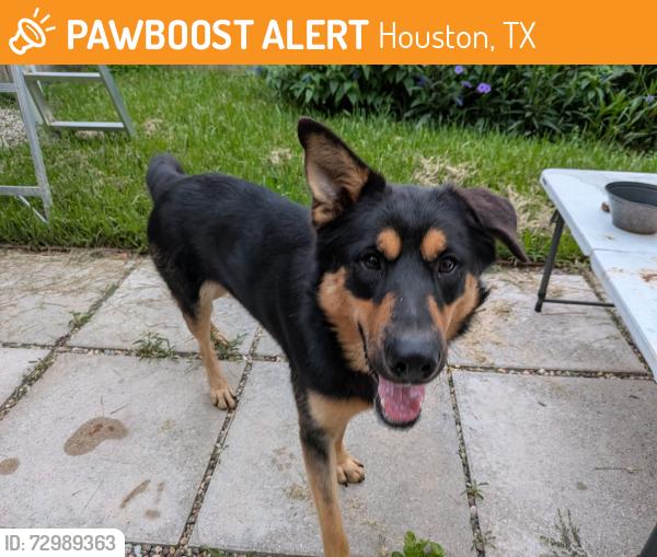 Found/Stray Male Dog last seen EZ7 Skatepark, Houston, TX 77092