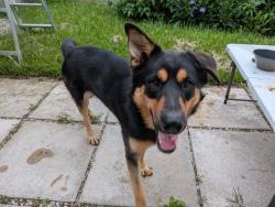 Found/Stray Male Dog last seen EZ7 Skatepark, Houston, TX 77092