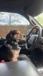Reunited Male Dog last seen Hull street , Chesterfield County, VA 23120