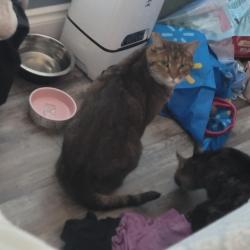 Reunited Male Cat last seen Near st and 131 a Ave NW, Edmonton, AB T5L 1V9