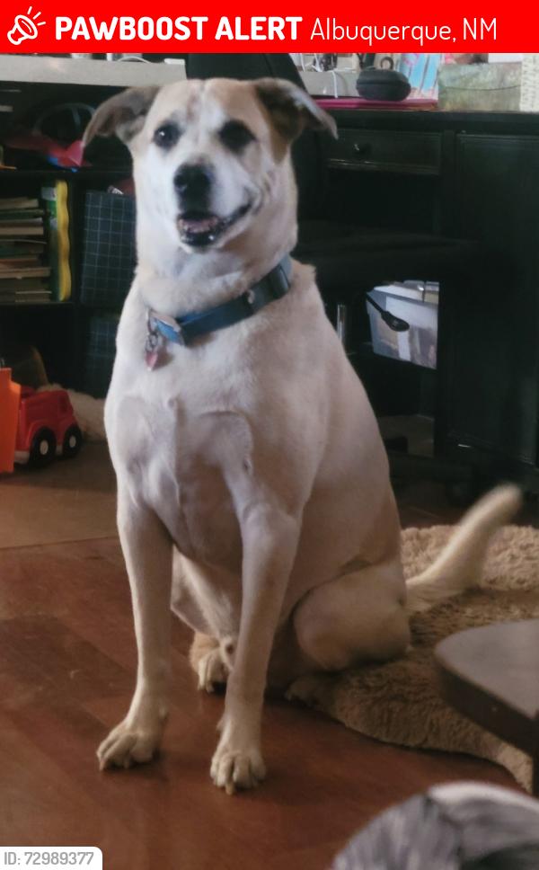 Lost Male Dog last seen Carlise and Comanche on Aztec, Albuquerque, NM 87107