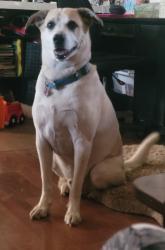 Lost Male Dog last seen Carlise and Comanche on Aztec, Albuquerque, NM 87107