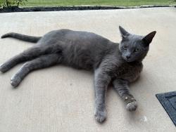 Found/Stray Female Cat last seen Pinterest, Mauldin, SC 29662