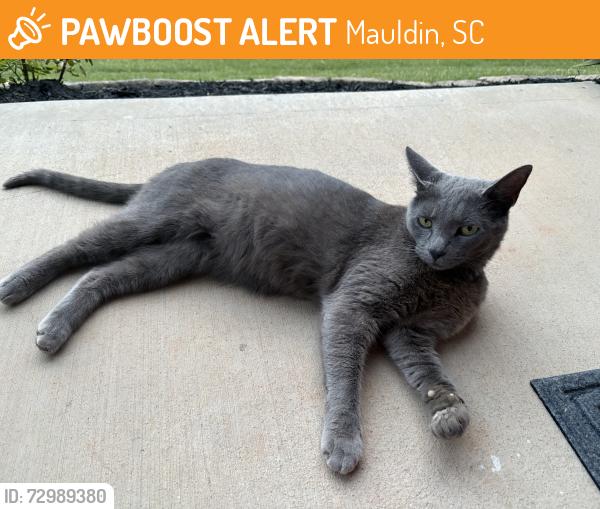 Found/Stray Female Cat last seen Pinterest, Mauldin, SC 29662