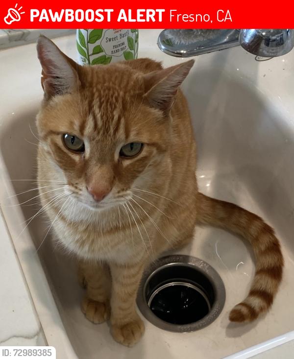 Lost Male Cat last seen Ashlan/locan, Fresno, CA 93737