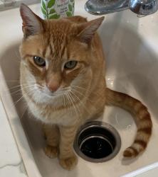 Lost Male Cat last seen Ashlan/locan, Fresno, CA 93737