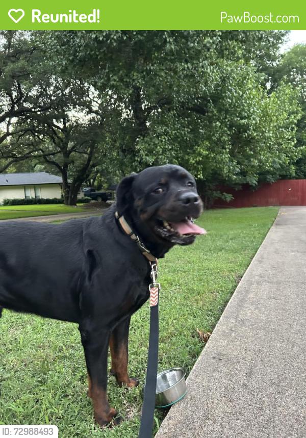 Reunited Male Dog last seen Softwood Dr and Creekhaven, Duncanville, TX 75137