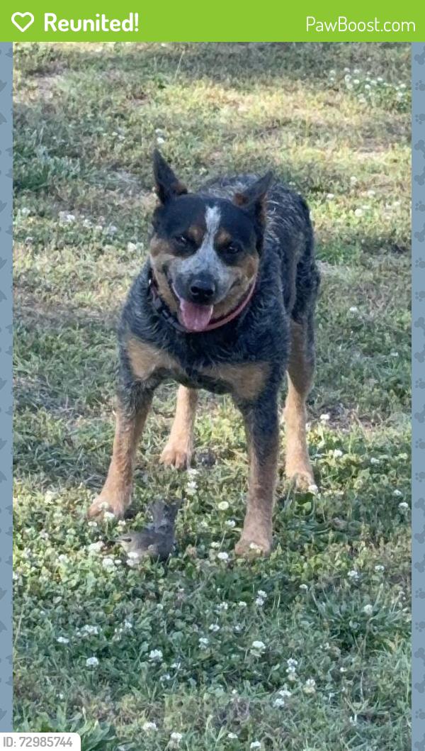 Reunited Female Dog last seen Near KDR coner store, Altavista, VA 24517