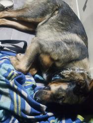 Lost Male Dog last seen Centennial Ranch near Gardner rd, Westcliffe, CO 81252