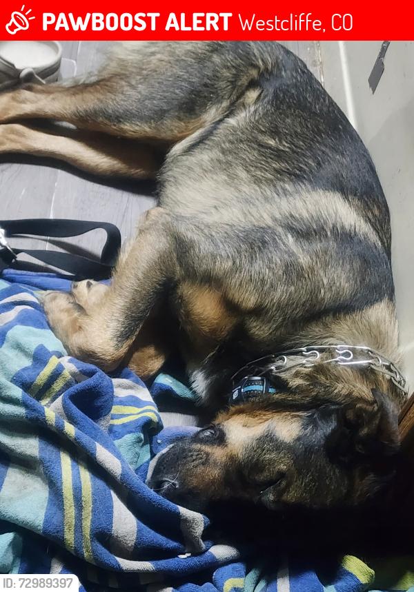 Lost Male Dog last seen Centennial Ranch near Gardner rd, Westcliffe, CO 81252