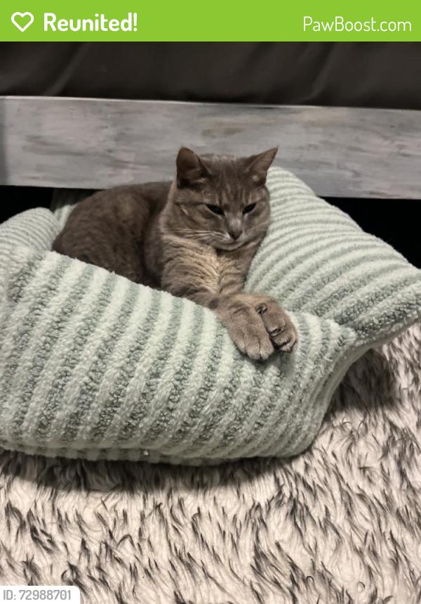 Reunited Female Cat last seen Near Cedar Spring Dr, Missouri City, TX 77459, USA, Missouri City, TX 77459