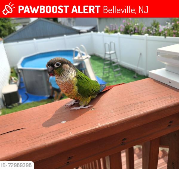 Lost Unknown Bird last seen Belleville Nj, Belleville, NJ 07109