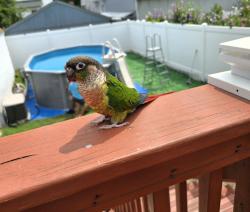 Lost Unknown Bird last seen Belleville Nj, Belleville, NJ 07109