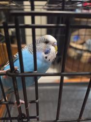 Found/Stray Unknown Bird last seen Green River Lane, Davie, FL 33325