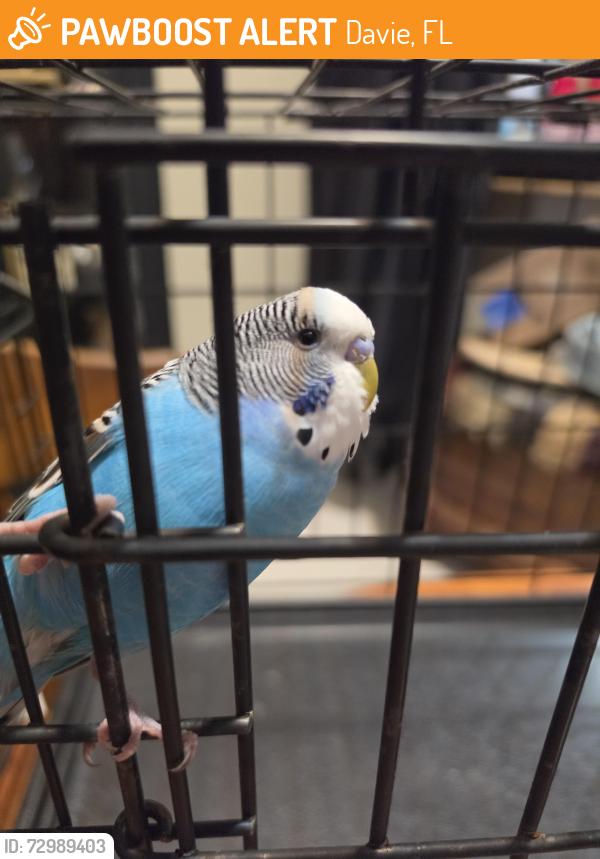 Found/Stray Unknown Bird last seen Green River Lane, Davie, FL 33325