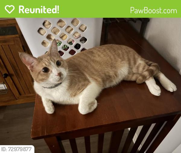Reunited Male Cat last seen Near E Barham Dr, San Marcos, CA 92078, USA, San Marcos, CA 92078