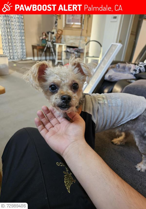Lost Male Dog last seen Rainer st, Palmdale, CA 93552