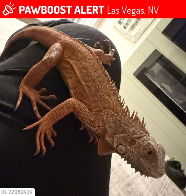 Lost Unknown Reptile last seen Sahara & jones, Las Vegas, NV 89146