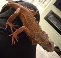 Lost Unknown Reptile last seen Sahara & jones, Las Vegas, NV 89146
