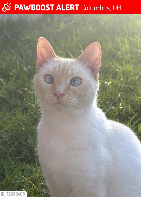 Lost Female Cat last seen Closest to home. She got out of a side screen window. , Columbus, OH 43207