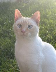 Lost Female Cat last seen Closest to home. She got out of a side screen window. , Columbus, OH 43207