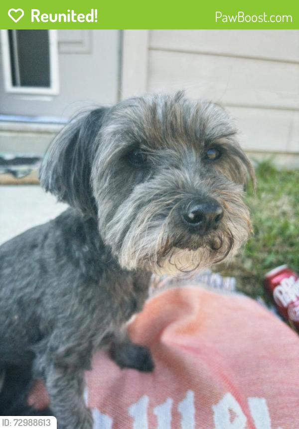 Reunited Female Dog last seen Fallen arbor and Celeste figs lane in Elyson, Katy, TX 77493