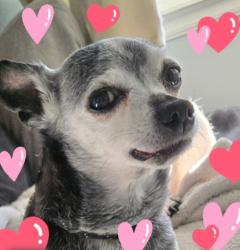 Reunited Male Dog last seen Quincy and Reservoire, Aurora, CO 80015