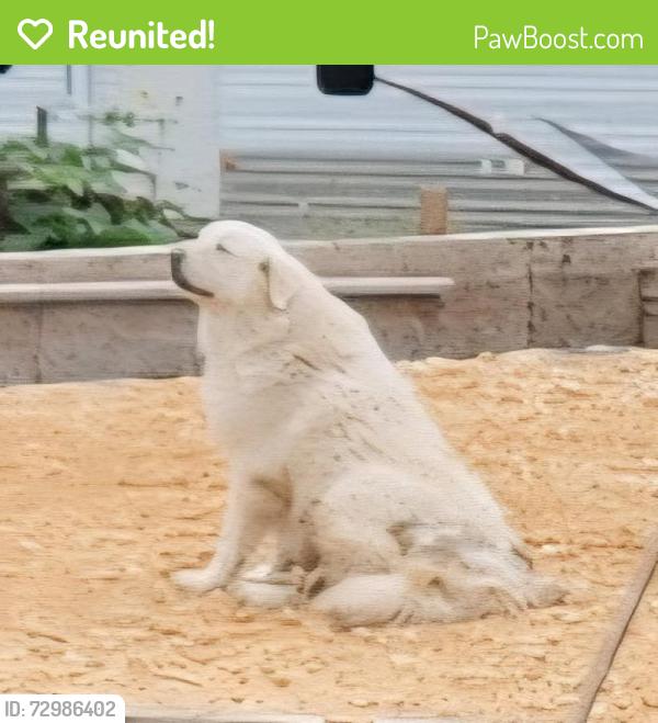 Reunited Female Dog last seen Hwy 20, Seguin, TX 78155