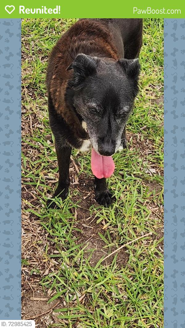 Reunited Female Dog last seen Mariners Gate Subdivision, Edgewater, between Coco Palm Dr and US1, Edgewater, FL 32141