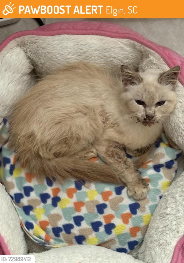 Found/Stray Female Cat last seen Veterans rd, Elgin, SC 29045