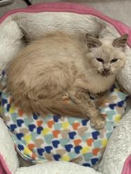 Found/Stray Female Cat last seen Veterans rd, Elgin, SC 29045
