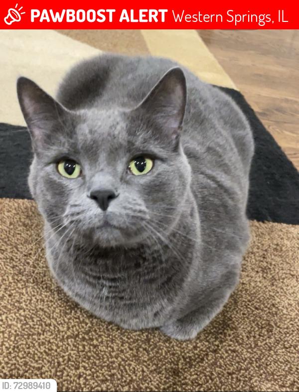 Lost Male Cat last seen  47th Street, Western Springs, IL 60558