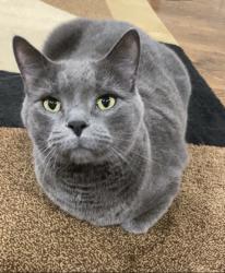 Lost Male Cat last seen  47th Street, Western Springs, IL 60558