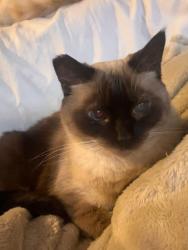 Reunited Female Cat last seen Sharon circle near goldsmith lane, Louisville, KY 40218