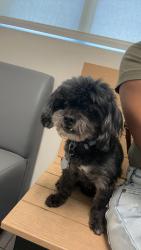 Reunited Male Dog last seen Dormy circle, Fayetteville, NC 28314