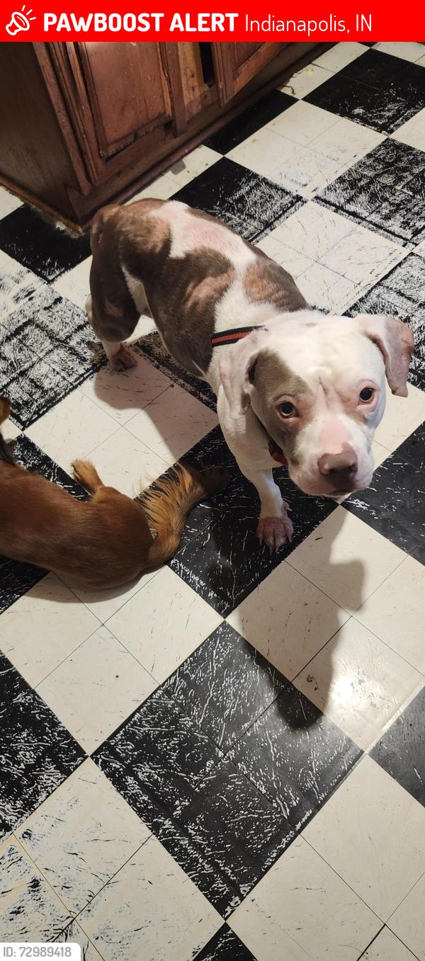 Lost Male Dog last seen Shadland , Indianapolis, IN 46219