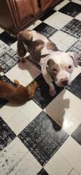 Lost Male Dog last seen Shadland , Indianapolis, IN 46219