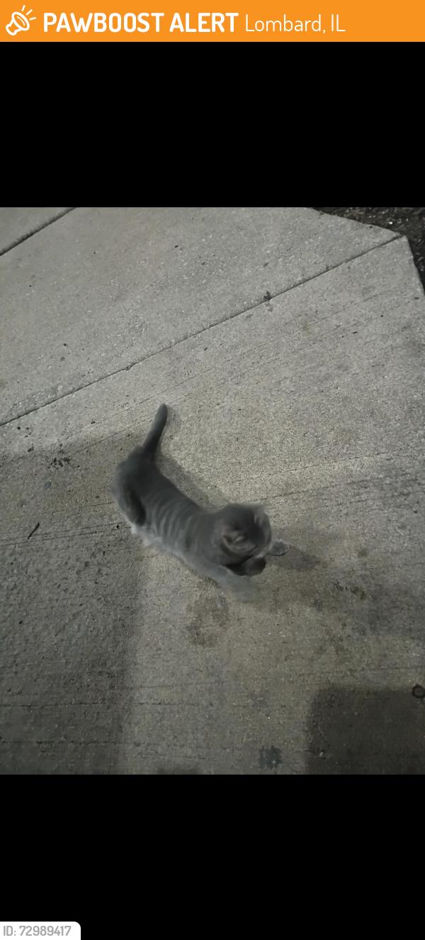 Found/Stray Female Cat last seen 22nd and St Regis, Extended Stay America Lombard, Lombard, IL 60148