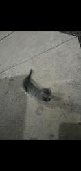 Found/Stray Female Cat last seen 22nd and St Regis, Extended Stay America Lombard, Lombard, IL 60148