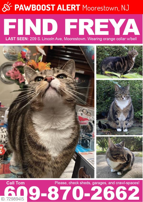Lost Female Cat last seen Winthrop Ave, Moorestown, NJ 08057