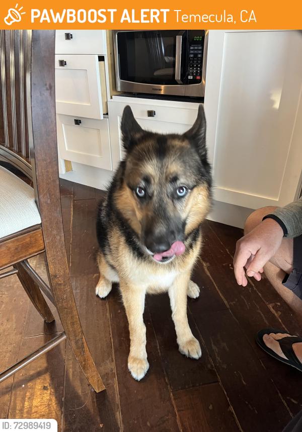 Found/Stray Unknown Dog last seen Meadowview clbh area, Temecula, CA 92591